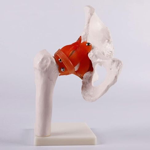 Life-Size Human Hip Anatomy Pelvis Model with Flexible Ligaments and Bony Landmarks - Realistic Design for Use as an Educational Tool in The Doctor's Office in Saudi Arabia