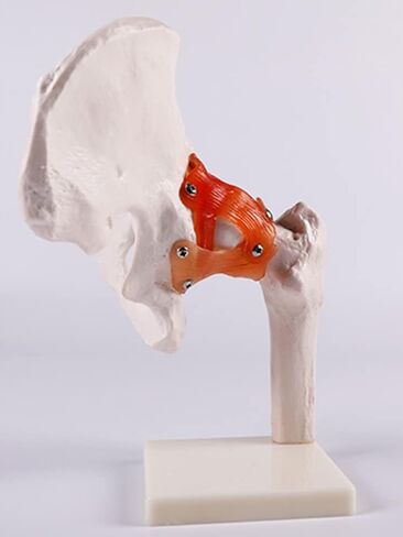 Life-Size Human Hip Anatomy Pelvis Model with Flexible Ligaments and Bony Landmarks - Realistic Design for Use as an Educational Tool in The Doctor's Office in Saudi Arabia