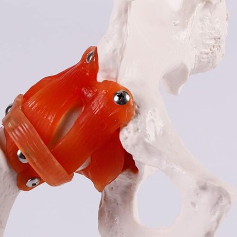 Life-Size Human Hip Anatomy Pelvis Model with Flexible Ligaments and Bony Landmarks - Realistic Design for Use as an Educational Tool in The Doctor's Office in Saudi Arabia
