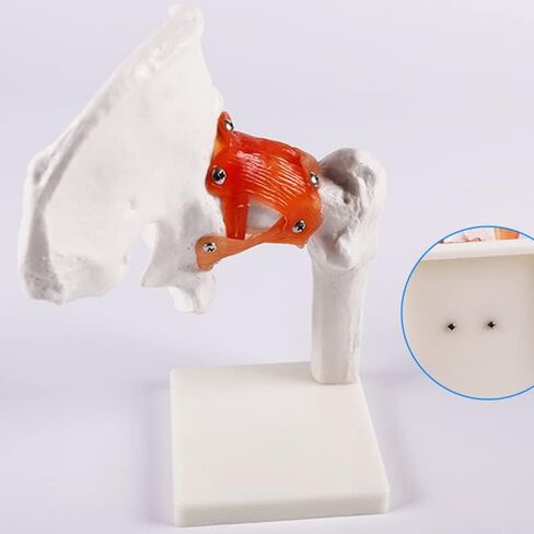 Life-Size Human Hip Anatomy Pelvis Model with Flexible Ligaments and Bony Landmarks - Realistic Design for Use as an Educational Tool in The Doctor's Office in Saudi Arabia
