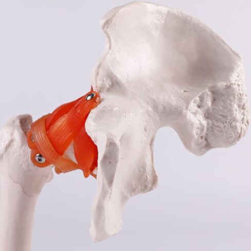 Life-Size Human Hip Anatomy Pelvis Model with Flexible Ligaments and Bony Landmarks - Realistic Design for Use as an Educational Tool in The Doctor's Office in Saudi Arabia