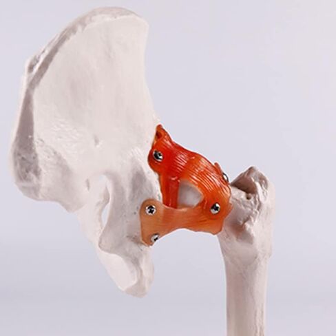 Life-Size Human Hip Anatomy Pelvis Model with Flexible Ligaments and Bony Landmarks - Realistic Design for Use as an Educational Tool in The Doctor's Office in Saudi Arabia