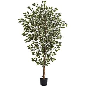 طبيعي تقريبًا 6 أقدام. شجرة اللبخ هاواي in Kuwait