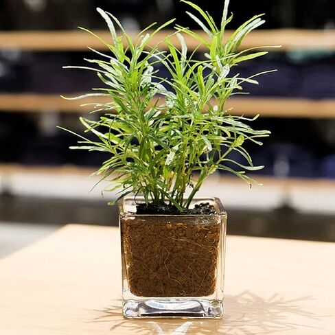 12 عبوة من المزهريات الزجاجية المربعة الشفافة، حامل شموع مزهرية على شكل زهور تررم للمنزل والحديقة وديكورات الزفاف المركزية والعشاء الرسمي (العرض 3 بوصات، الارتفاع 3 بوصات) in Kuwait