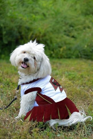 Pets First Collegiate Boston College Eagles Dog Cheerleader Dress, Medium in Saudi Arabia