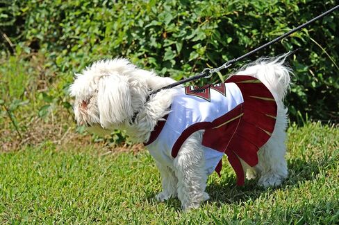Pets First Collegiate Boston College Eagles Dog Cheerleader Dress, Medium in Saudi Arabia