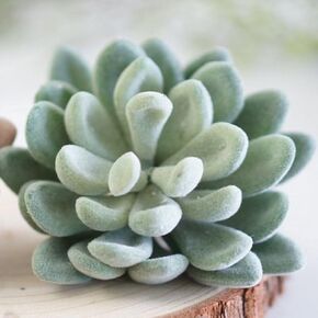 Tyoungg 4 Pack Flocked Green Artificial Succulent Cactus Plants Echeveria Unpotted Long Stem for Wreath Making Wedding Bouquet Making 3.33"Wide x 5"Tall in Saudi Arabia