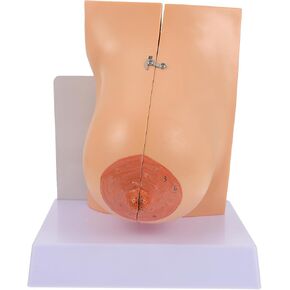 Model of The Female Breast Human Breast Anatomy Model Lactation Teaching Trainning Education Tools for Medical Students and Teachers