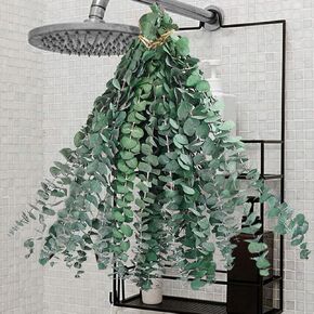 Dried Eucalyptus Stems 15 Pcs Eucalyptus for Shower Decor Dried Plants Shower Eucalyptus Hanging Leaves Branches for Bathroom Decor (15 Pcs)