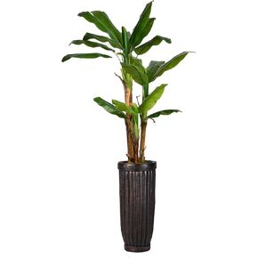 Vintage Home Artificial Faux Real Touch 65" Tall Banana Tree with 12.8" Brown Wood-Like Fiberstone Planter (VHX133202)