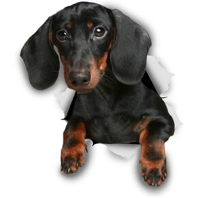 Winston & Bear 3D Dog Stickers - 2 Pack - Black Dachshund Sausage Dog Decals for Wall, Fridge, Toilet and More - Black and Brown Dachshund Decor - Retail Packaged Dachshund Stickers