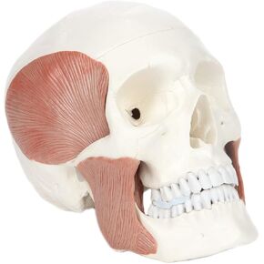 3-Part Human Skull Model with Masticatory Muscles, Life Size Anatomical Skull Cast from Real Human Bones Shows Range of Motion of Jaw, Made by Axis Scientific