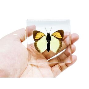 High Definition Amber, (Starfish, Scorpion, Cockroach, Butterfly, Fish, Dragonfly) Insect Resin Specimen， Resin Amber for Children's Science Education, Collection (Orange Butterfly)
