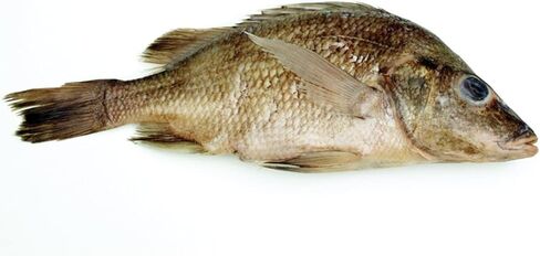 Perch Specimen for Dissection, for Biology Classrooms, Plain Injection 7-9 Inches, Vacuum Pack of 10 in Saudi Arabia