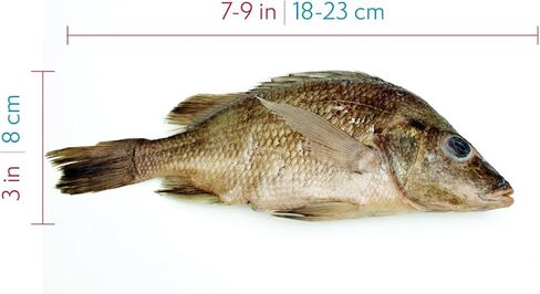 Perch Specimen for Dissection, for Biology Classrooms, Plain Injection 7-9 Inches, Vacuum Pack of 10 in Saudi Arabia