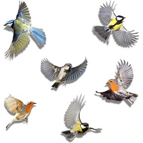 Set of 6 Birds Stickers - for Every Surface - Decorative on Wall, Preventing Child and Birds Strikes on Window Glass - Translucent/Colored on Both Sides