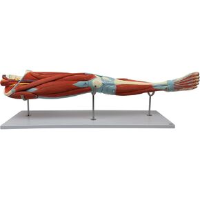Axis Scientific Muscle Model - Detailed Human Leg Muscle Anatomy Model for Educational Institutions, Hand Painted, Visible Arteries, Nerves, Bones, Veins - Removable Muscles with Full Color Manual