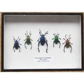 Set 5 Real Frog Legged Leaf Beetles SAGRA Insect Taxidermy Set in Box / 3D Wooden Frame