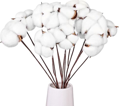 13 حزمة من DomeStar من سيقان القطن، سيقان قطنية مجففة طبيعية مقاس 16.5 سم مع أزهار قطنية وسيقان زهور لحشو المزهرية in Kuwait