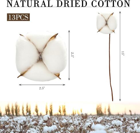 13 حزمة من DomeStar من سيقان القطن، سيقان قطنية مجففة طبيعية مقاس 16.5 سم مع أزهار قطنية وسيقان زهور لحشو المزهرية in Kuwait