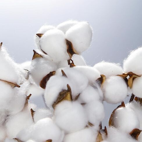 13 حزمة من DomeStar من سيقان القطن، سيقان قطنية مجففة طبيعية مقاس 16.5 سم مع أزهار قطنية وسيقان زهور لحشو المزهرية in Kuwait