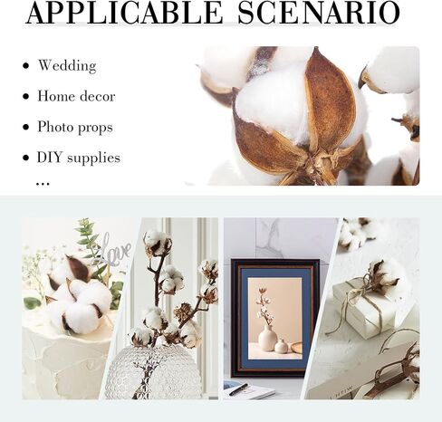 13 حزمة من DomeStar من سيقان القطن، سيقان قطنية مجففة طبيعية مقاس 16.5 سم مع أزهار قطنية وسيقان زهور لحشو المزهرية in Kuwait