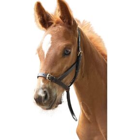Shires Leather Foal Slip