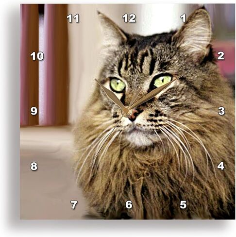 3dRose LLC Maine Coon 10 by 10-Inch Wall Clock in Saudi Arabia