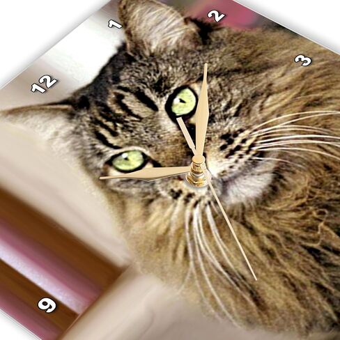 3dRose LLC Maine Coon 10 by 10-Inch Wall Clock in Saudi Arabia