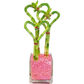 حديقة أثينا 3 سيقان خيزران محظوظة على شكل قلب نباتات حية من الخيزران مع مزهرية زجاجية في الصخور الحمراء (BA-HS081012SQ4PRRED) in Kuwait