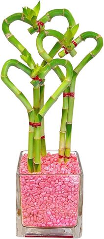 حديقة أثينا 3 سيقان خيزران محظوظة على شكل قلب نباتات حية من الخيزران مع مزهرية زجاجية في الصخور الحمراء (BA-HS081012SQ4PRRED) in Kuwait