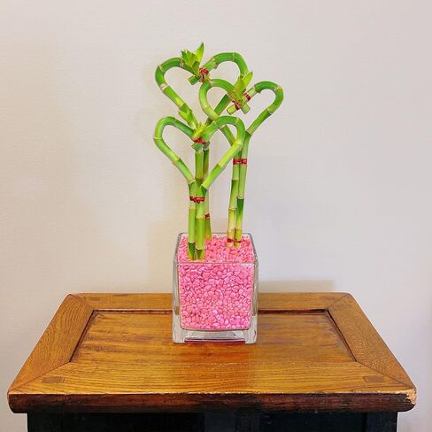 حديقة أثينا 3 سيقان خيزران محظوظة على شكل قلب نباتات حية من الخيزران مع مزهرية زجاجية في الصخور الحمراء (BA-HS081012SQ4PRRED) in Kuwait