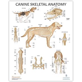 Anatomy Lab Canine Skeletal Anatomy Poster, LAMINATED, Veterinary Anatomy and Physiology, 17.3 x 22.5 Inches, Dog Skeletal System Diagram, Animal Anatomical Chart for Education Learning and Students