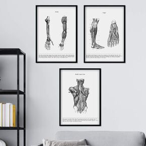 nacnic Prints Human Body Anatomy - Set of 3 - Unframed 11x17 inch Size - 250g Paper - Beautiful Poster Painting for Home Office Living Room