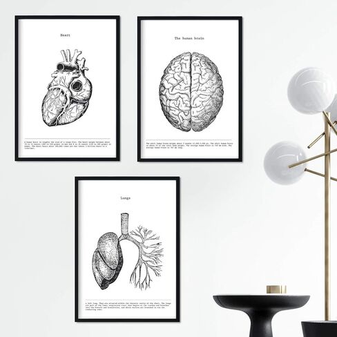 nacnic Prints Human Body Anatomy - Set of 3 - Unframed 11x17 inch Size - 250g Paper - Beautiful Poster Painting for Home Office Living Room in Saudi Arabia