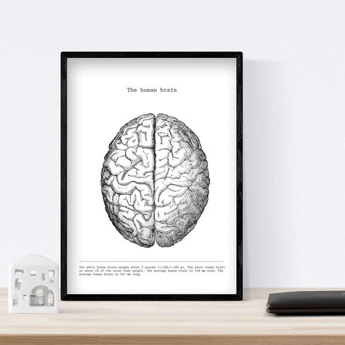 nacnic Prints Human Body Anatomy - Set of 3 - Unframed 11x17 inch Size - 250g Paper - Beautiful Poster Painting for Home Office Living Room in Saudi Arabia