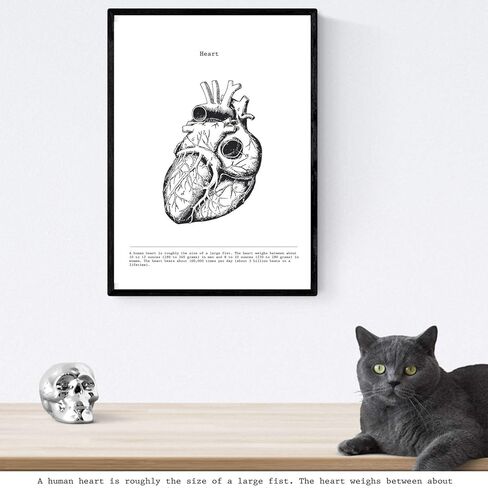 nacnic Prints Human Body Anatomy - Set of 3 - Unframed 11x17 inch Size - 250g Paper - Beautiful Poster Painting for Home Office Living Room in Saudi Arabia
