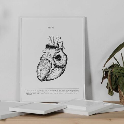nacnic Prints Human Body Anatomy - Set of 3 - Unframed 11x17 inch Size - 250g Paper - Beautiful Poster Painting for Home Office Living Room in Saudi Arabia