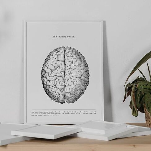nacnic Prints Human Body Anatomy - Set of 3 - Unframed 11x17 inch Size - 250g Paper - Beautiful Poster Painting for Home Office Living Room in Saudi Arabia