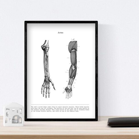 nacnic Prints Human Body Anatomy - Set of 3 - Unframed 11x17 inch Size - 250g Paper - Beautiful Poster Painting for Home Office Living Room in Saudi Arabia