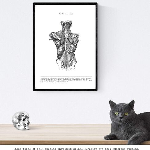 nacnic Prints Human Body Anatomy - Set of 3 - Unframed 11x17 inch Size - 250g Paper - Beautiful Poster Painting for Home Office Living Room in Saudi Arabia