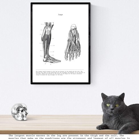 nacnic Prints Human Body Anatomy - Set of 3 - Unframed 11x17 inch Size - 250g Paper - Beautiful Poster Painting for Home Office Living Room in Saudi Arabia