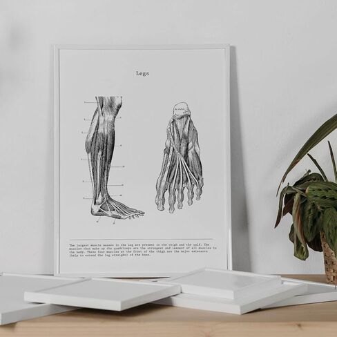 nacnic Prints Human Body Anatomy - Set of 3 - Unframed 11x17 inch Size - 250g Paper - Beautiful Poster Painting for Home Office Living Room in Saudi Arabia