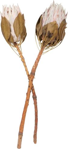 Vickerman Natural Botanicals 11" Blush King Protea Stem, Natural Preserved Foliage Dried Plant, 2 Pack in Saudi Arabia