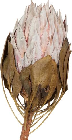 Vickerman Natural Botanicals 11" Blush King Protea Stem, Natural Preserved Foliage Dried Plant, 2 Pack in Saudi Arabia