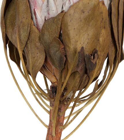 Vickerman Natural Botanicals 11" Blush King Protea Stem, Natural Preserved Foliage Dried Plant, 2 Pack in Saudi Arabia