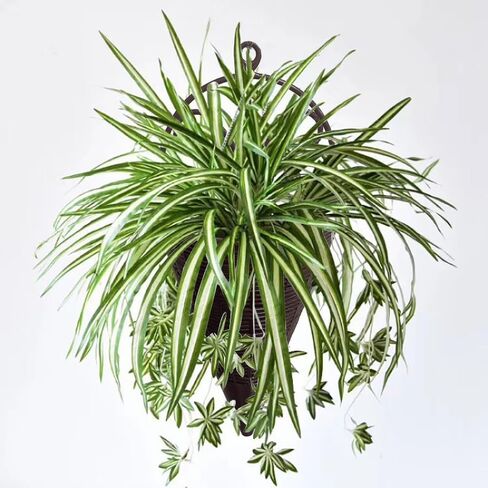 نباتات معلقة اصطناعية من WEISPARK مع سلة، أوراق نبات الأوركيد المزيفة المعلقة في الأواني، خضرة زراعية صناعية لتزيين جدران غرفة المنزل والمكتب والفناء in Kuwait