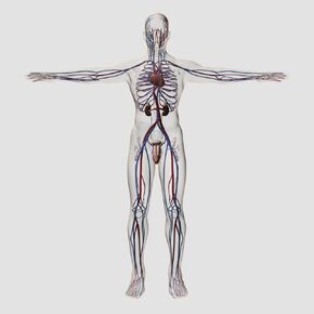 Posterazzi PSTSTK700385H Three Dimensional Medical Illustration of Male reproductive System with Veins and Arteries Poster Print, 14 x 14