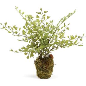 NAPA Home & Garden Conservatory Maidenhair Fern Drop-in 9"