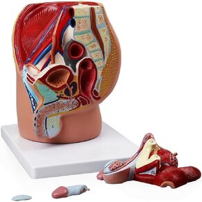 Vision Scientific VAO431-N Male Pelvis - 4 Parts, Magnetically Connected